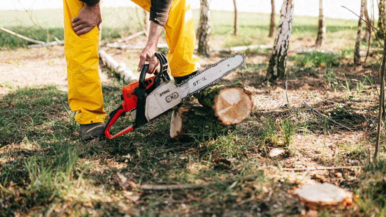 Tree Root Removal in North Druid Hills, GA